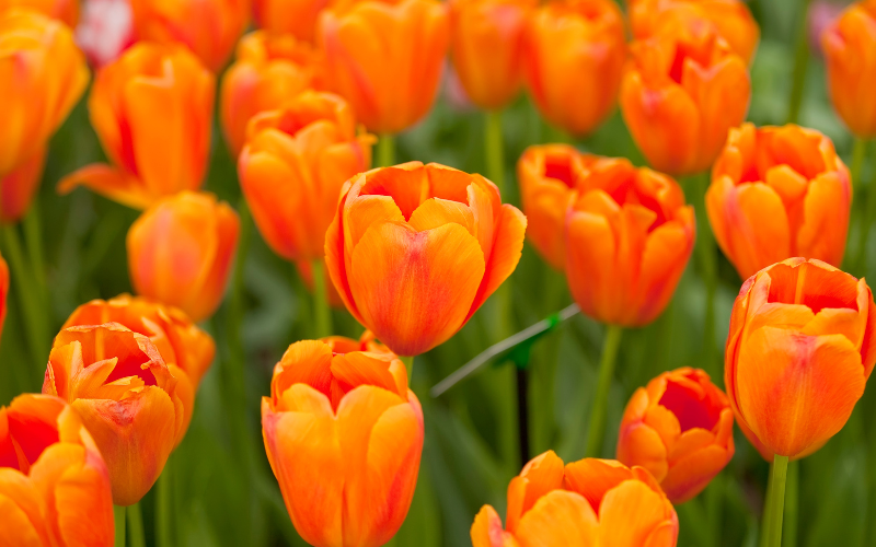 Tulip Flower - Orange Flowers Name