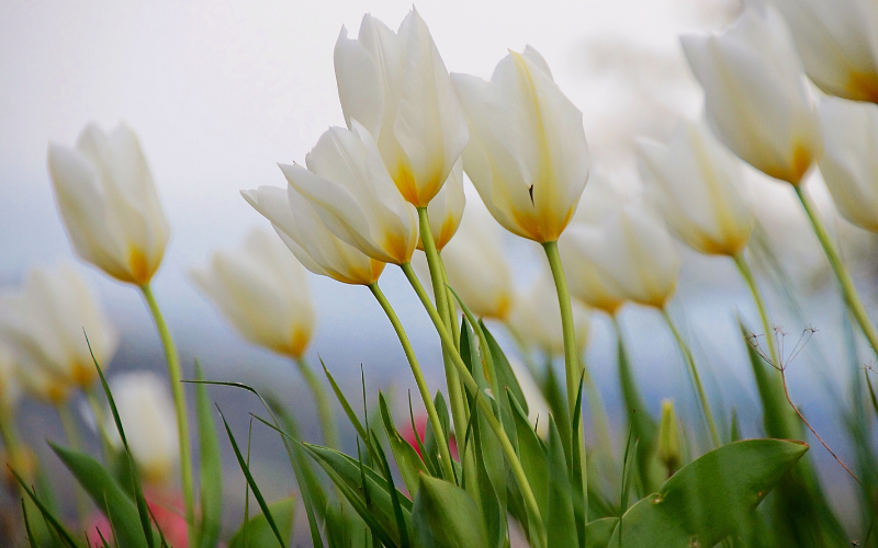 Tulips Flower - List of French Flower Names