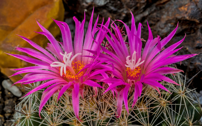 Uinta Basin Hookless Cactus flower - Flowers Names Starting with U