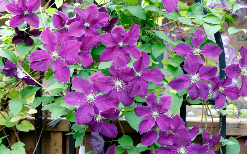 Upright Clematis flower - Flowers Names Starting with U
