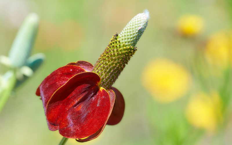 Upright Prairie Coneflower - Flowers Name Starting with U
