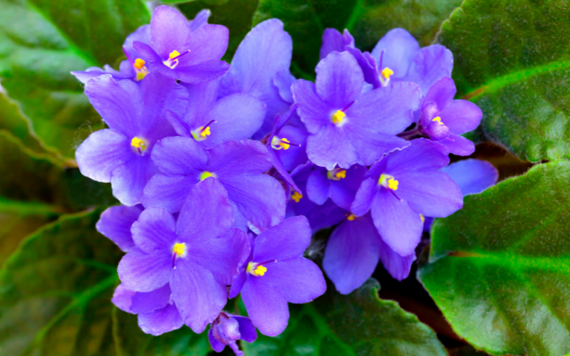 Violet Flower - Flowers Name in Greek