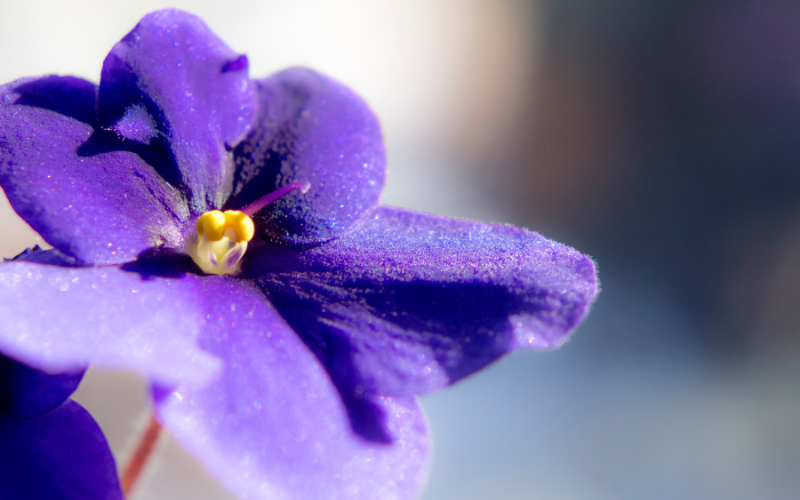 Violette Africaine Flower - 