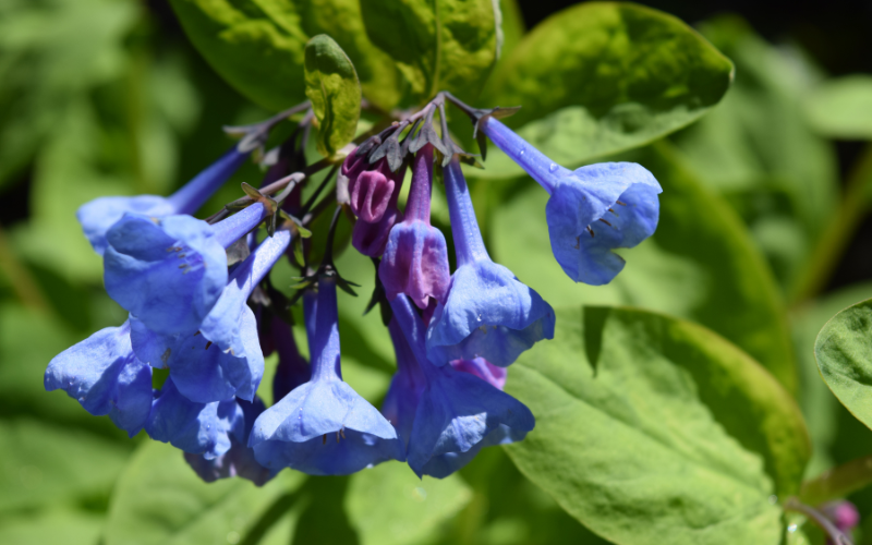 Blue Bell Flower - Flowers Name in Urdu