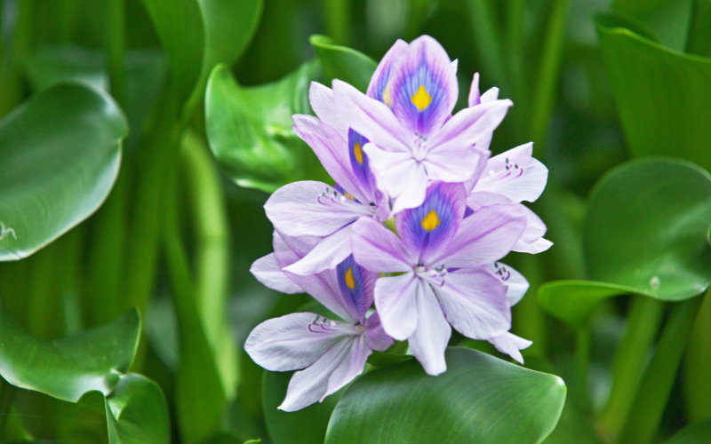 Water Hyacinth Flower - Flowers Name in Nepali