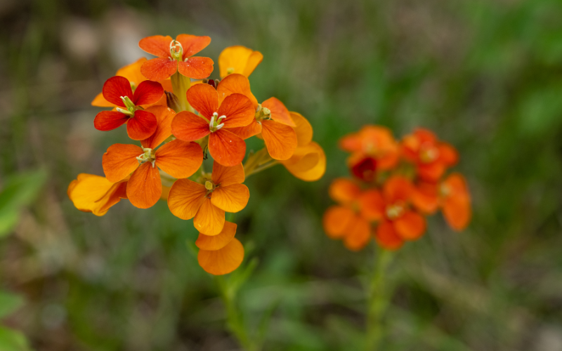 Western Wallflower - Flowers Names Starting with W