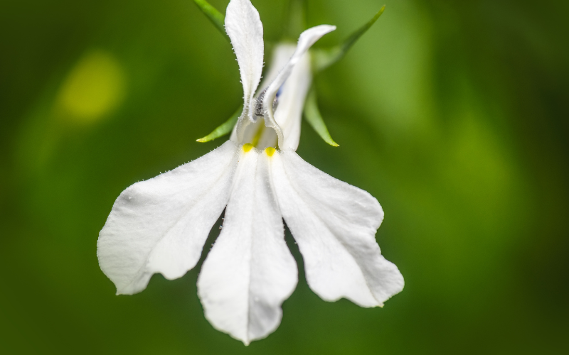 White Lobelia Flower - 10 White Flowers Name