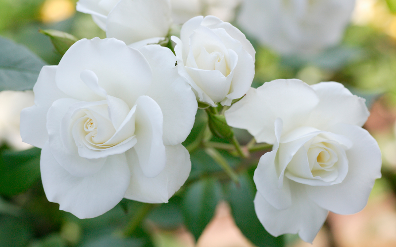 White Rose Flower - 10 White Flowers Name