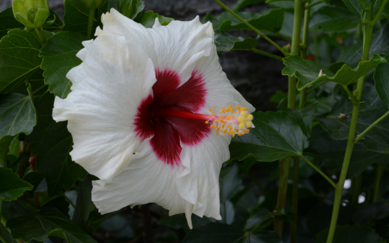 White hibiscus Flower - 10 White Flowers Name