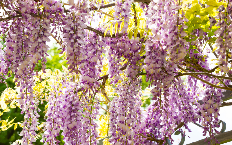 Wisteria Flower -  Flowers Name In Japanese and English