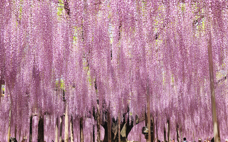 Wisteria Flower - Pink Flowers Name
