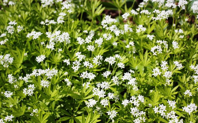 Woodruff Flowers - Flowers Names Starting with W