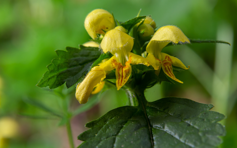 Yellow Archangel flower - Flowers Names Starting with Y