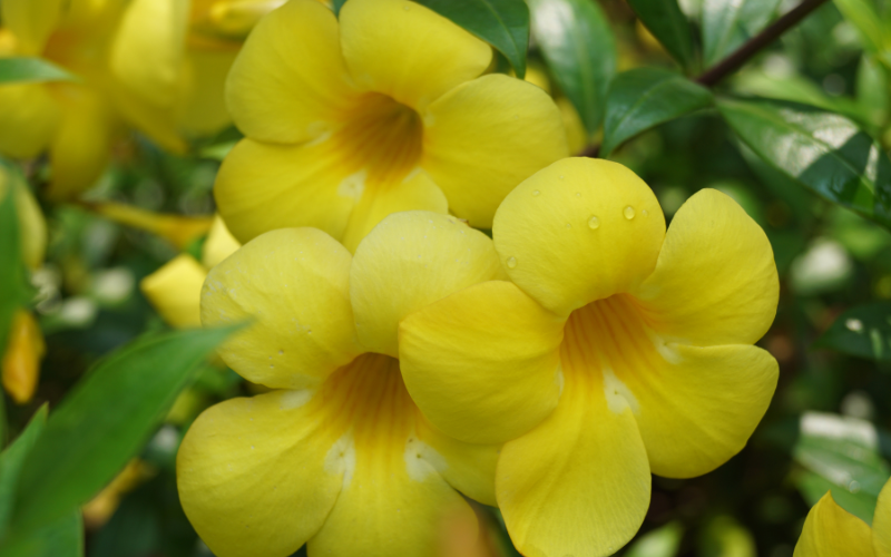 Yellow Bell flower - Flowers Names Starting with Y