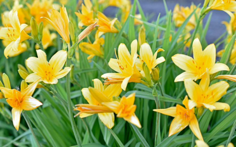 Yellow Daylily flower - Flowers Names Starting with Y