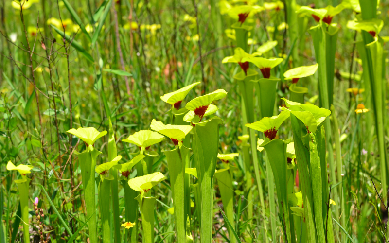 Yellow Pitcher Plant flower - Flowers Names Starting with Y