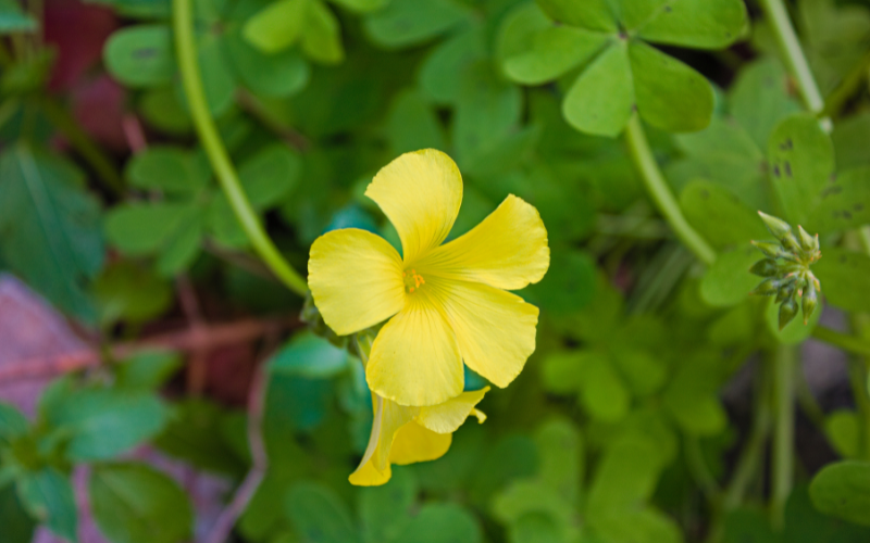 Yellow Wood Sorrel flower - Flowers Names Starting with Y