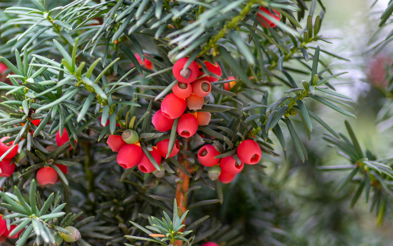 Yew (Taxus Baccata) flower - Flowers Names Starting with Y