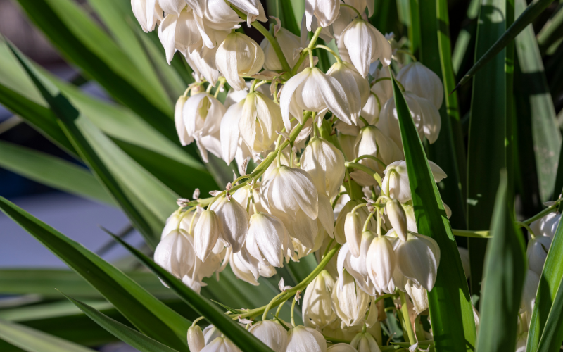 Yucca flower - Flowers Names Starting with Y