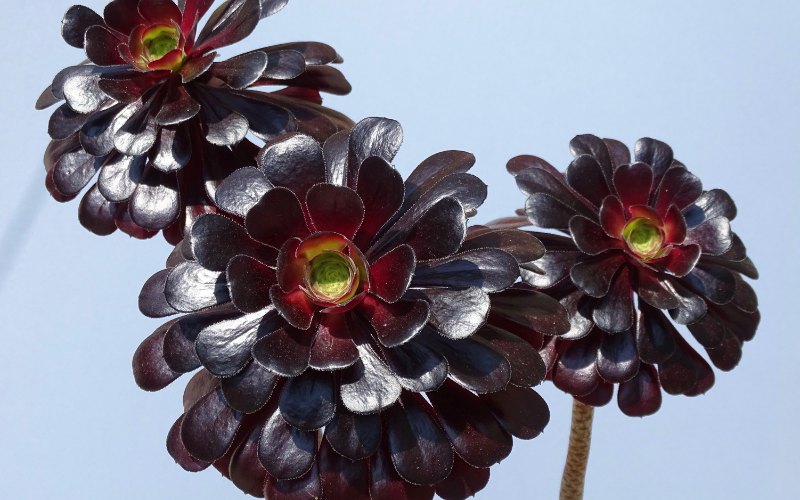 Zwartkop Aeonium Flower - Black Flowers Name