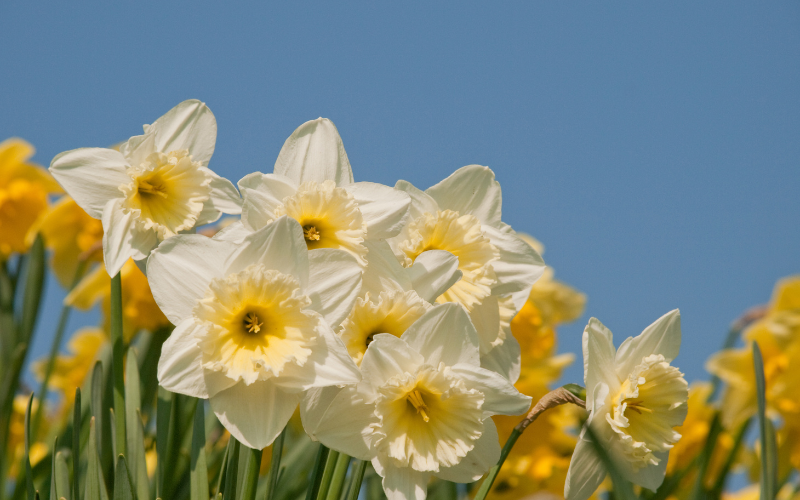 Daffodil Flower - White Flowers Name