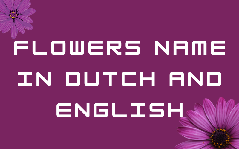 flowers name in Dutch and English