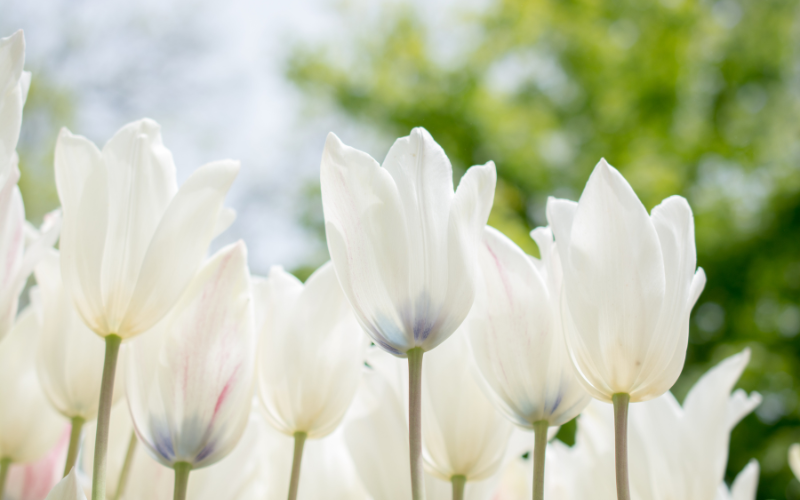 Tulip Flower - 10 White Flowers Name