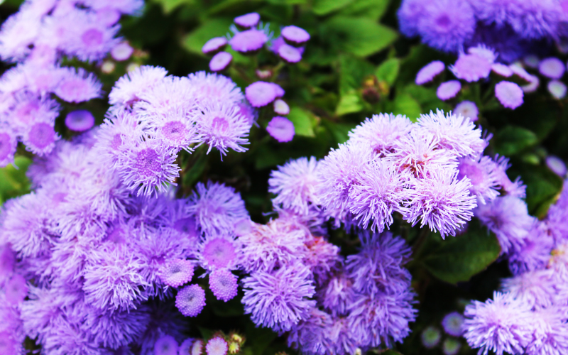 Ageratum Houstonianum Flower - Flowers Name Starting with A