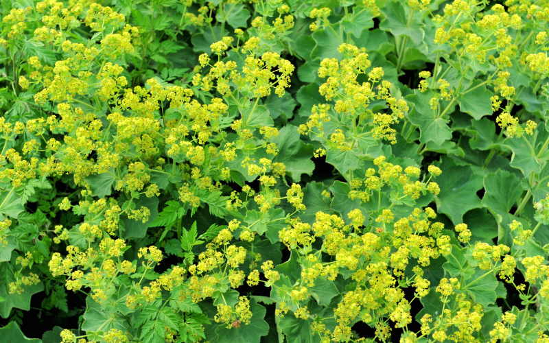 Alchemilla Flower - Flowers Name Starting with A