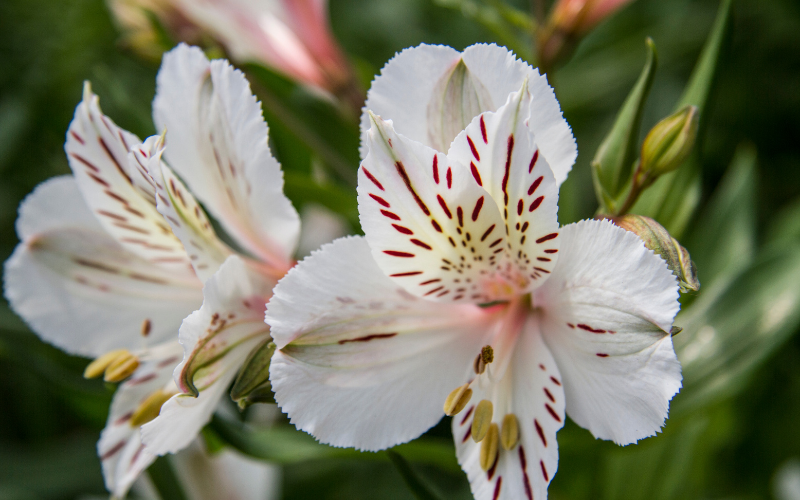 Alstroemeria Flower -  Flowers Name Starting with A