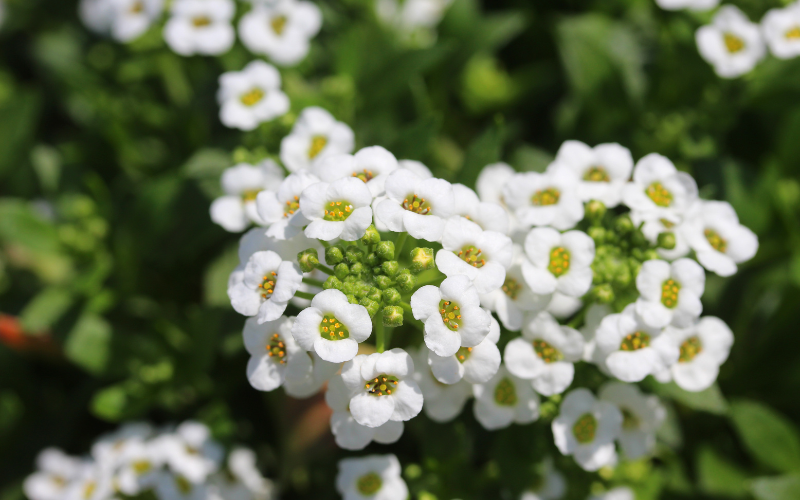Alyssum Flower - Flowers Name Starting with A