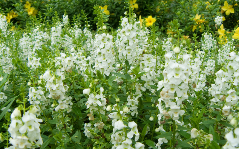 Angelonia Flower - White Flowers Name
