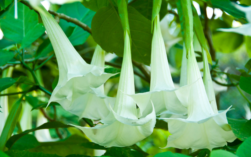 Angel’s Trumpet Flower - White Flowers Name