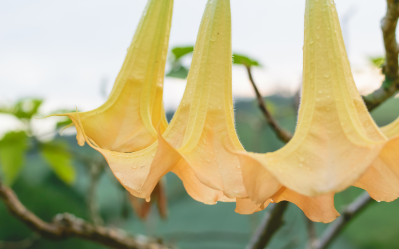Angel’s Trumpet Flower - Flowers Name Starting with A