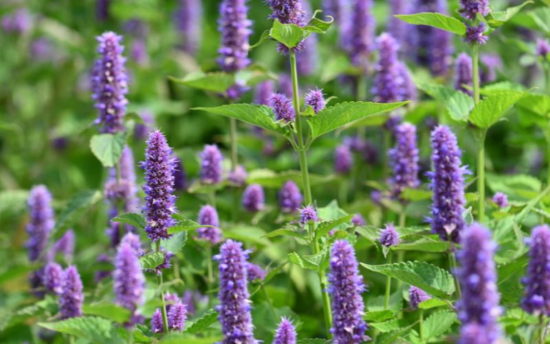 Anise Hyssop Flower- Flowers Name Starting with A
