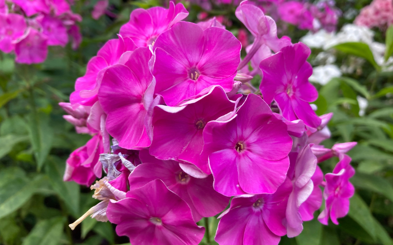Annual Phlox Flower - Pink Flowers Name