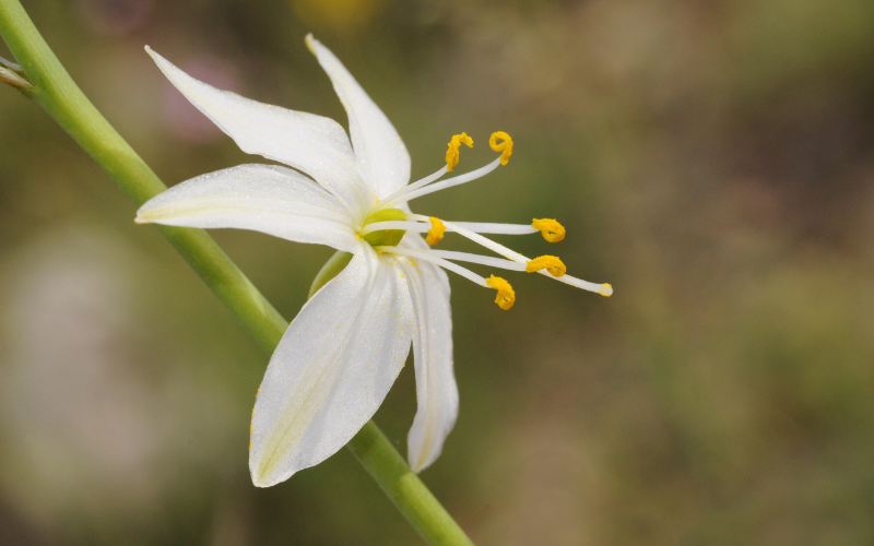 Anthericum Flower - Flowers Name Starting with A