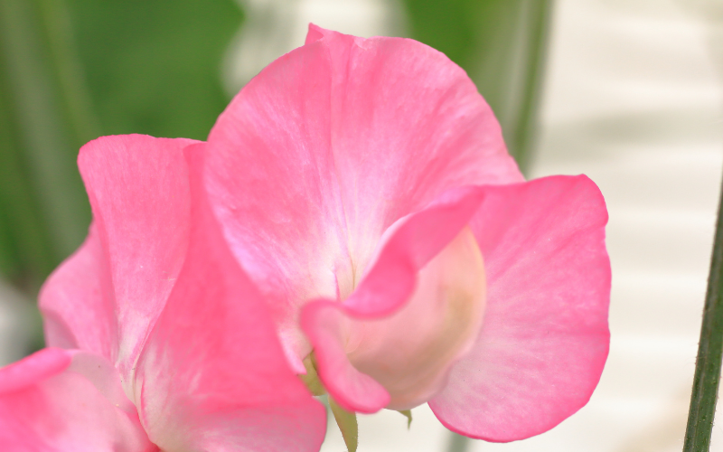 Apricot Queen Sweet Pea Flower - Pink Flowers Name