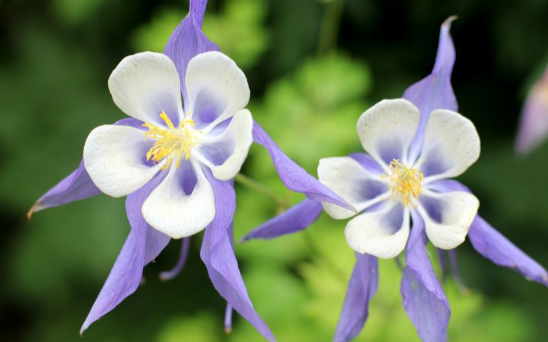 Aquilegia Flower -  Flowers Name Starting with A
