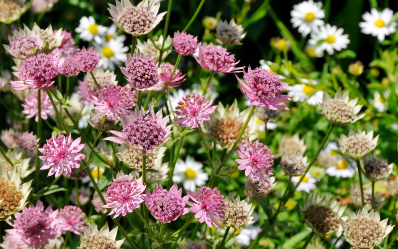 Astrantia Flower -  Flowers Name Starting with A