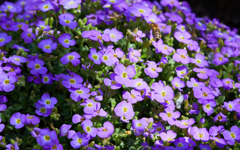 Aubrieta deltoidea Flower - Flowers Name Starting with A