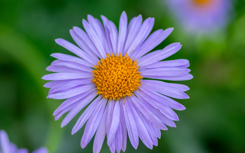 Azure Aster Flower - Blue Flowers Name with Pictures