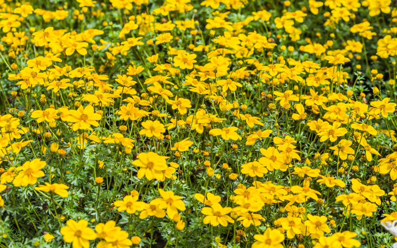 Bidens Flower - Yellow Flowers Name