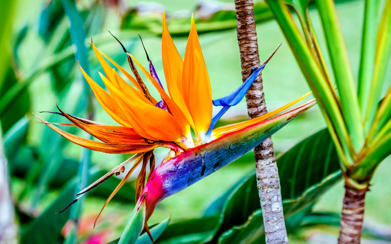 Bird of Paradise Flower-  Orange Flowers Name