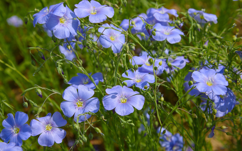Blue Flax Flower - Flowers Name Starting with B