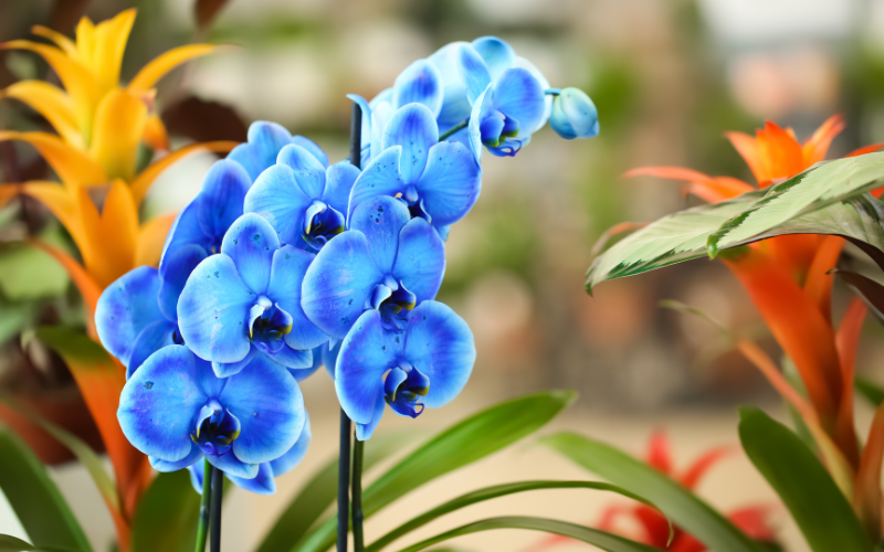 Blue Orchid Flower - Blue Flowers Name with Pictures