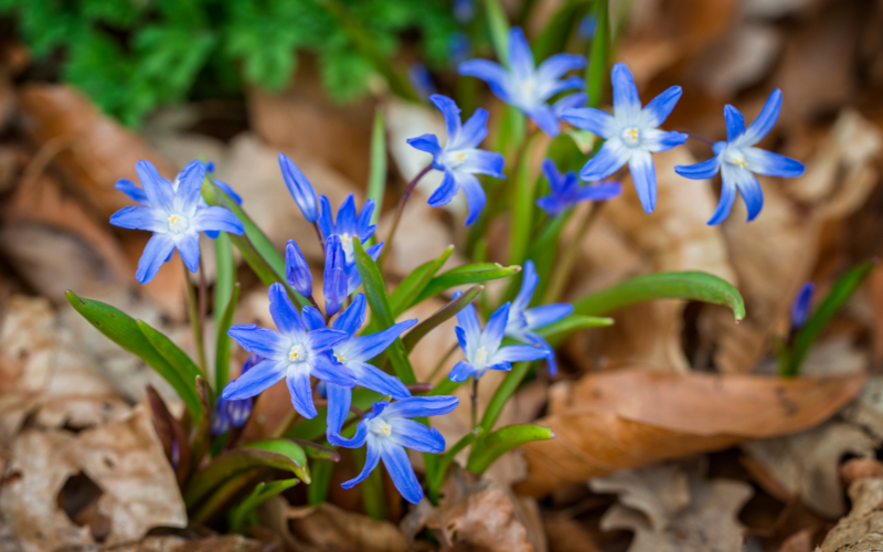 Blue Star Flower - Blue Flowers Name with Pictures