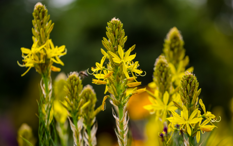 Bulbine Flower - Yellow Flowers Name