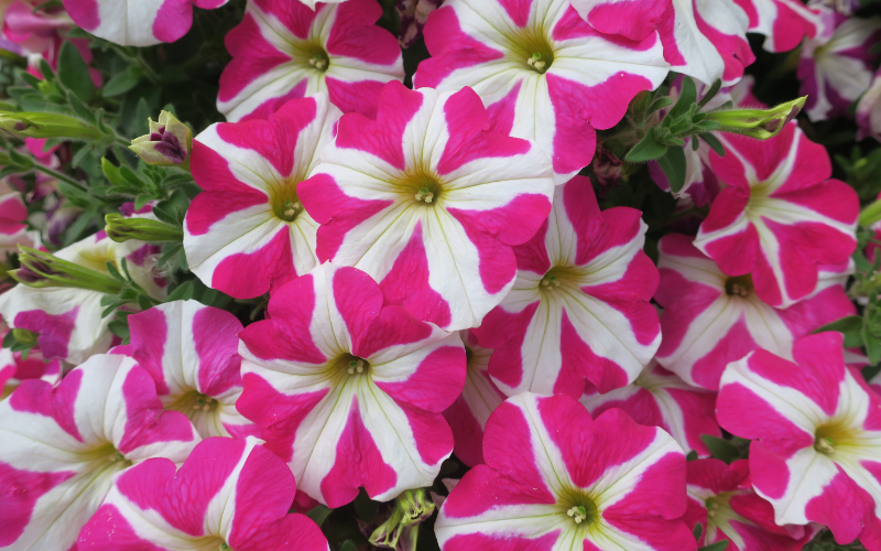 Cabaret Pink Star Calibrachoa Flower - Pink Flowers Name