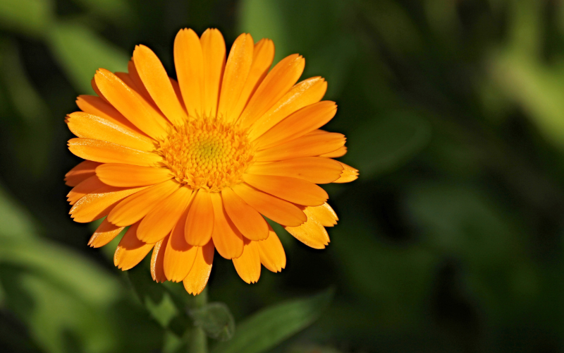 Calendula ‘Orange King’ Flower - Flowers That Look Like Sunflowers